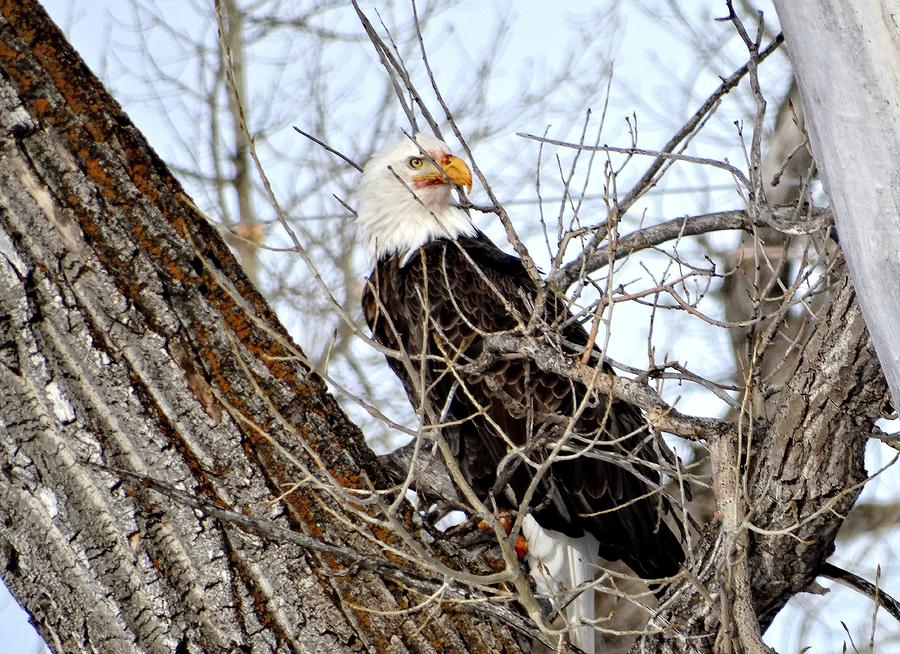 Regal Eagle Photograph by Fiskr Larsen