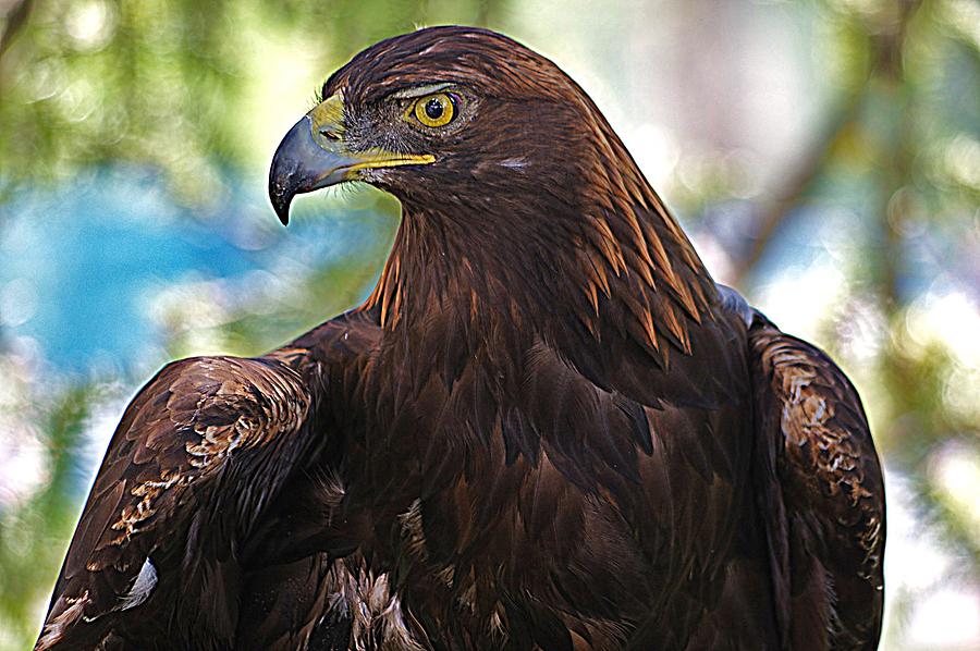 Regal Eagle Photograph by Matt Helm
