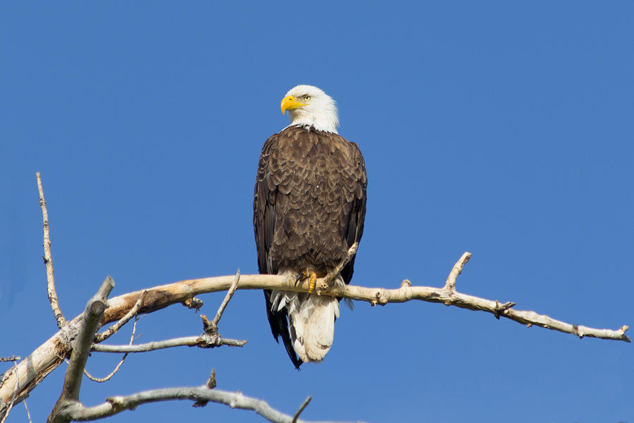 Regal Eagle Photograph