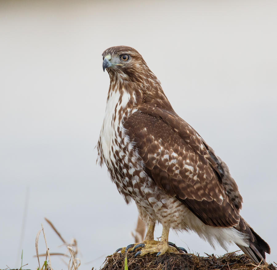 Regal Hawk Photograph by Angie Vogel