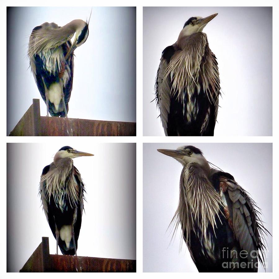 Regal Heron Collage  Photograph by Susan Garren