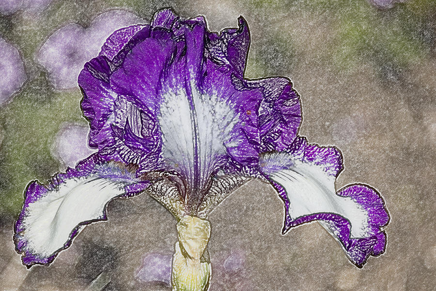 Regal Iris Digital Art by Photographic Art by Russel Ray Photos
