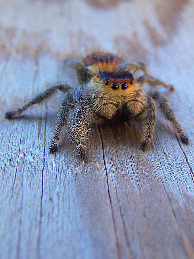 Regal Jumping Spider 003 Photograph by Christopher Mercer