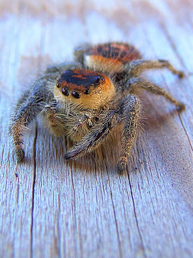 Regal Jumping Spider 004 Photograph by Christopher Mercer
