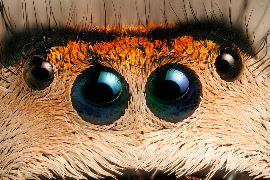 Spider Photograph - Regal Jumping Spider Eyes by Scott Linstead