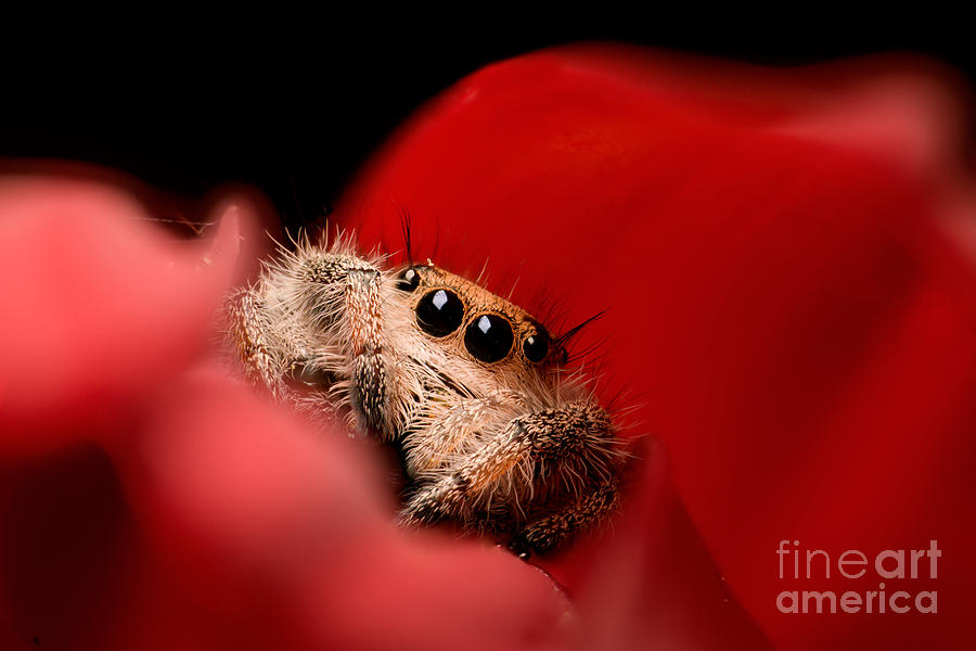 Spider Photograph - Regal Jumping Spider In Flower by Scott Linstead