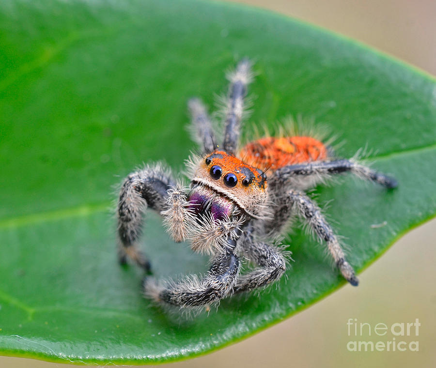Regal Jumping Spider Photograph by John Serrao