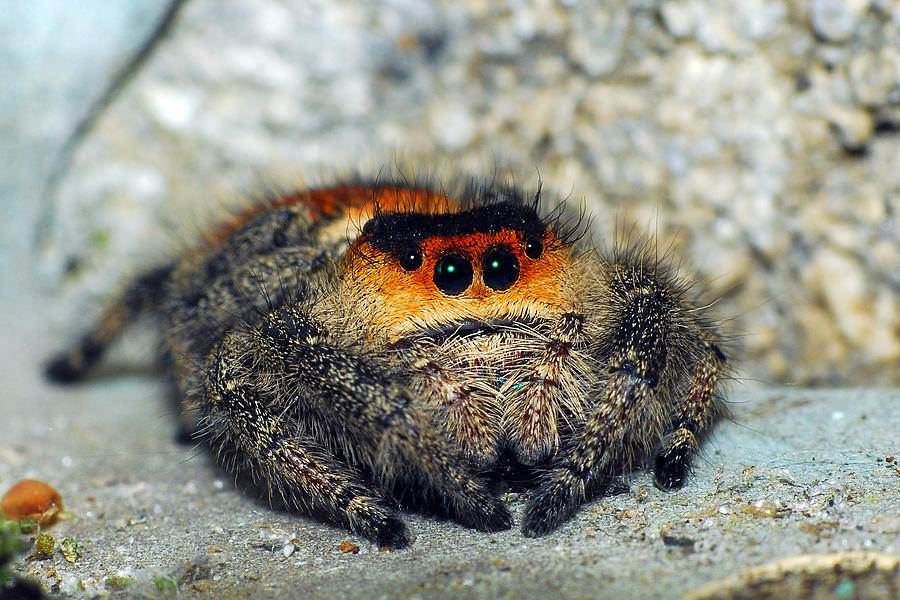 Regal Jumping Spider Photograph by Larah McElroy