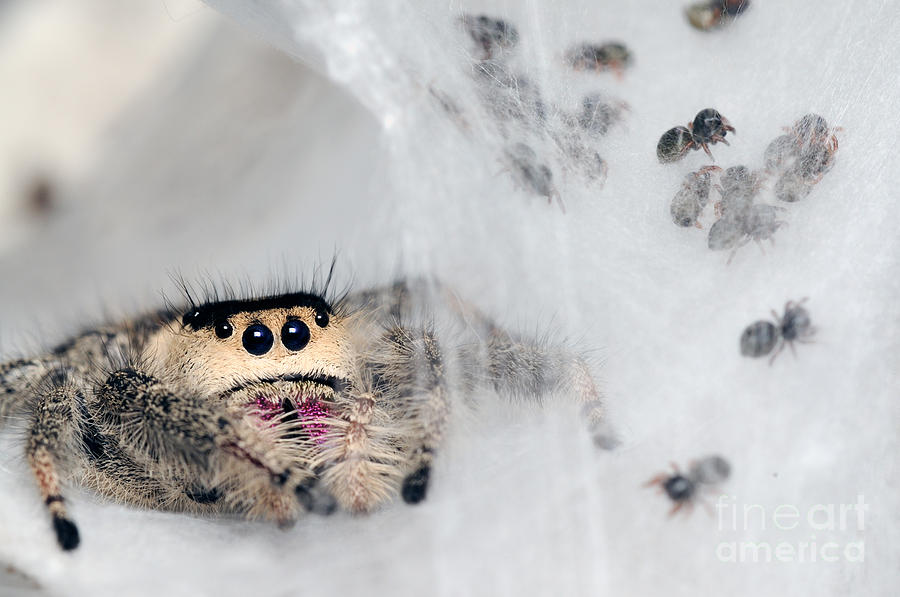 Regal Jumping Spiderlings And Mother Photograph by Scott Linstead
