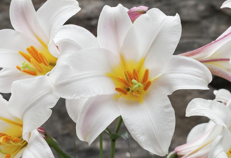 Regal Lily (lilium Regale) Photograph by Ann Pickford/science Photo ...