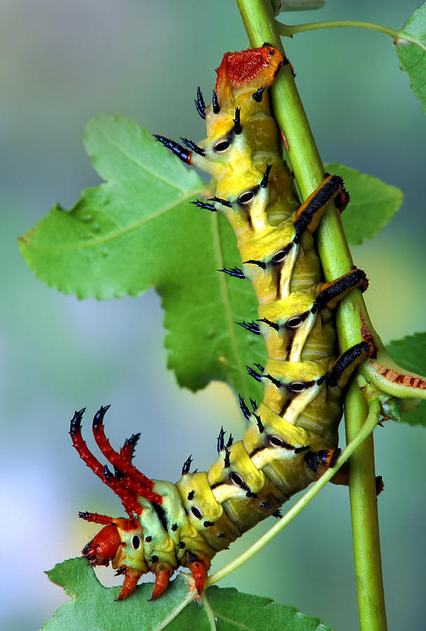 Wildlife Photograph - Regal Moth Caterpillar by Robert Jensen
