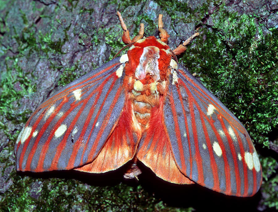 Regal Moth  #2 Photograph by Millard H Sharp