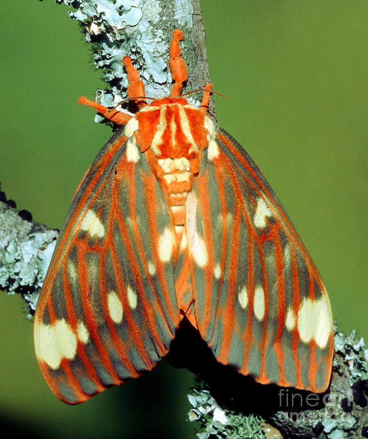 Regal Moth Photograph by Millard H. Sharp - Pixels