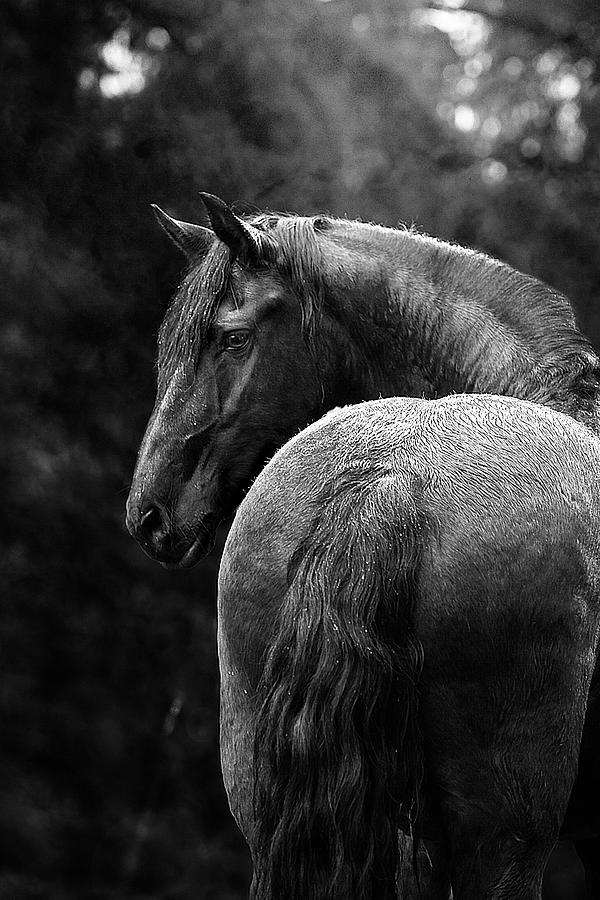 Horse Photograph - Regal by Pamela Hagedoorn