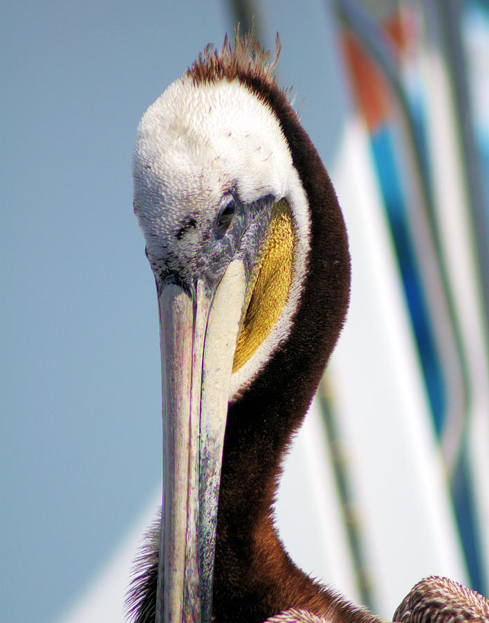 Regal Pelican Photograph by Patricia Quandel