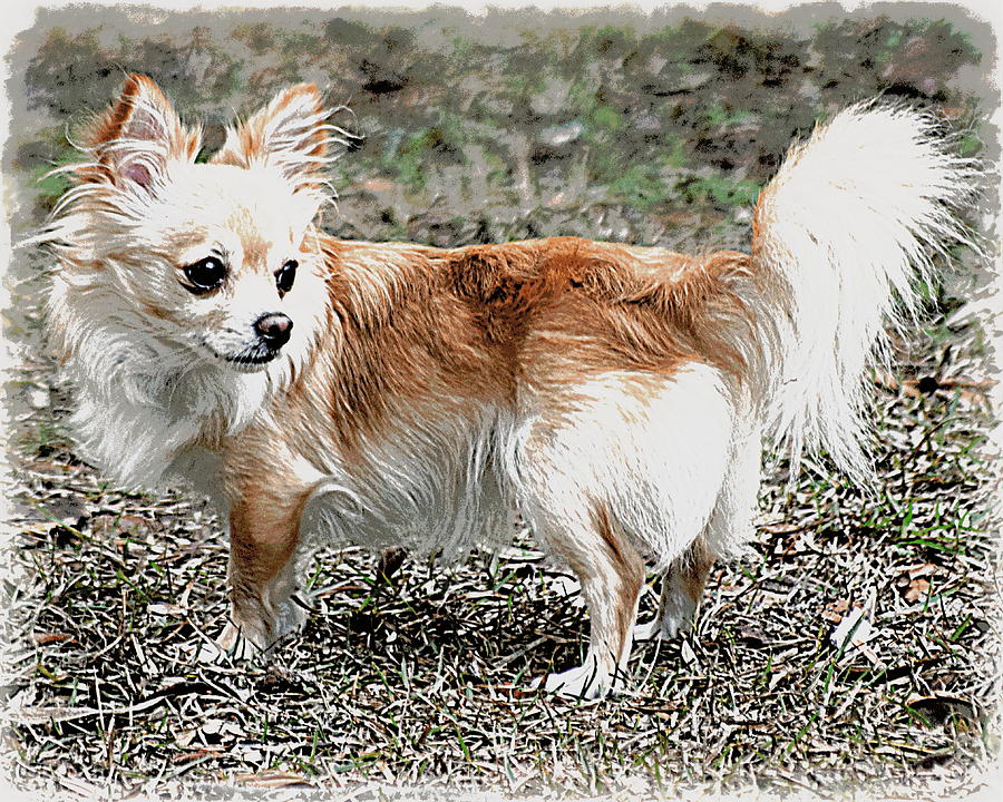 Regal Pose Chihuahua Photograph by Sheri McLeroy
