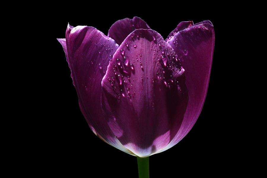 Tulip Photograph - Regal Purple by Doug Norkum