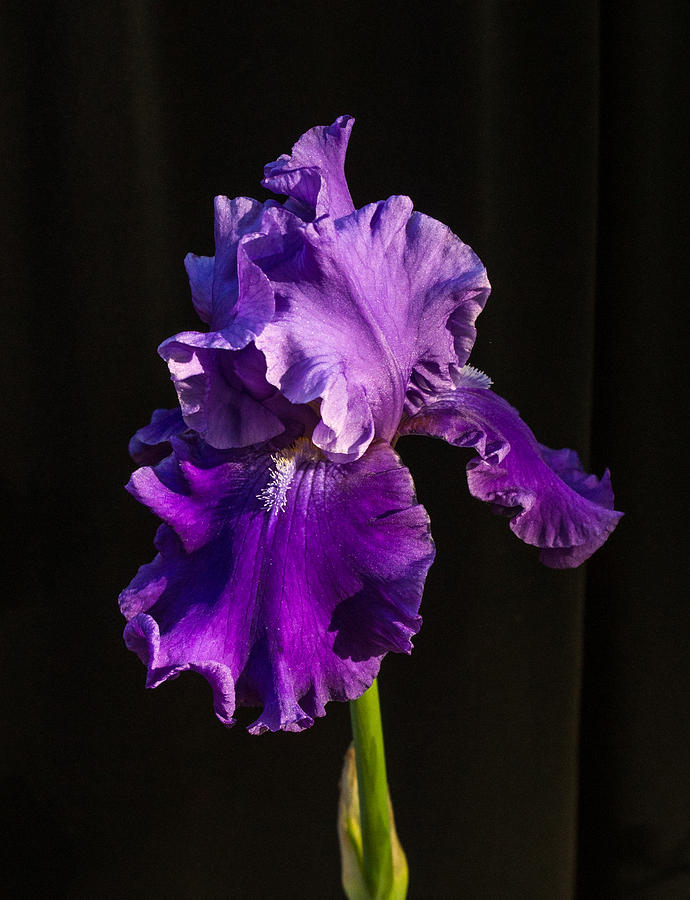 Regal Purple Iris Photograph by Douglas Barnett