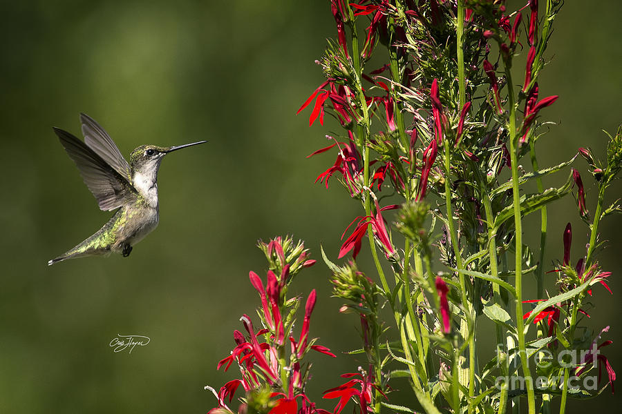 Hummingbird Photograph - Regal Ruby by Cris Hayes