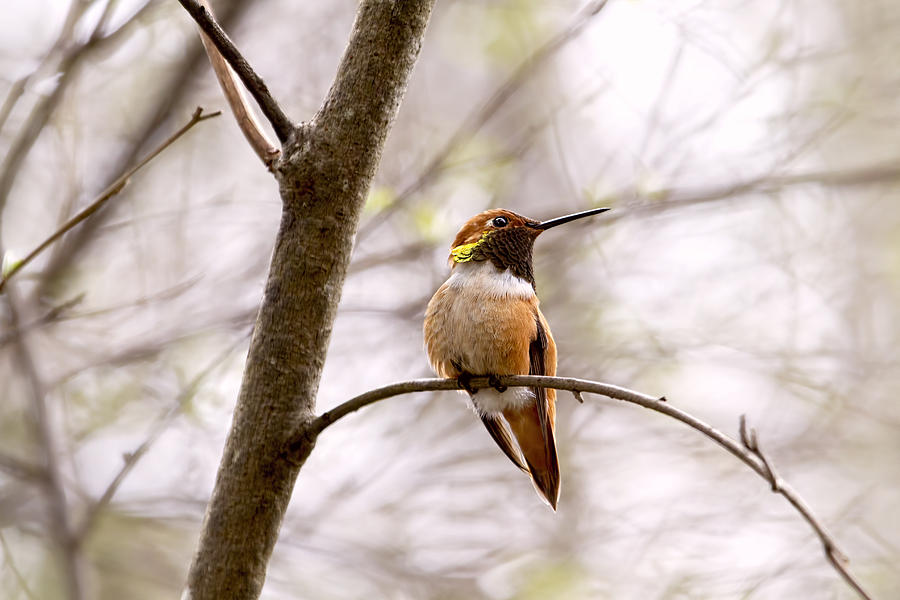 Regal Rufous Hummingbird Sitting Photograph by Peggy Collins