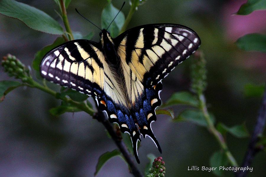 Regal Splendor Photograph by Lillis Boyer - Fine Art America