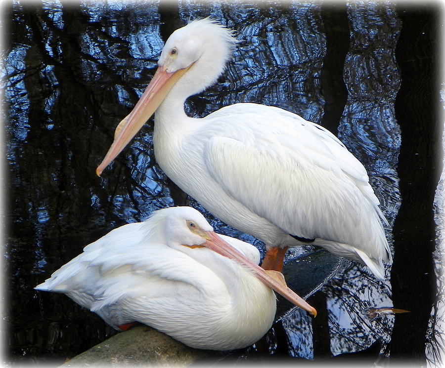 Regal White Pelicans Photograph by Sheri McLeroy