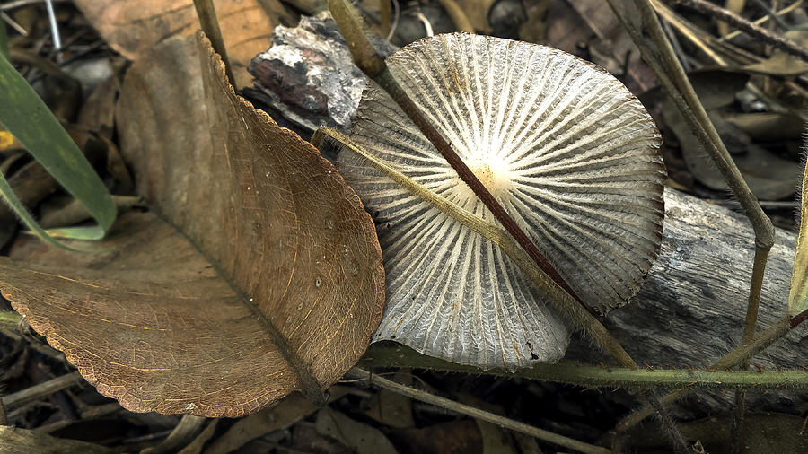 Mushroom Photograph - Regeneration by Roy Foos