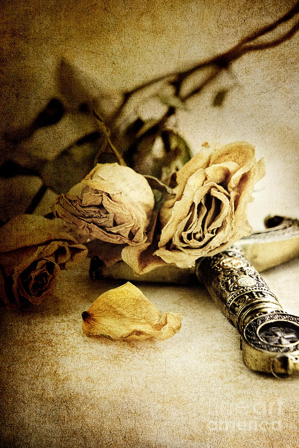 Rose Photograph - Regrets by Stephanie Frey