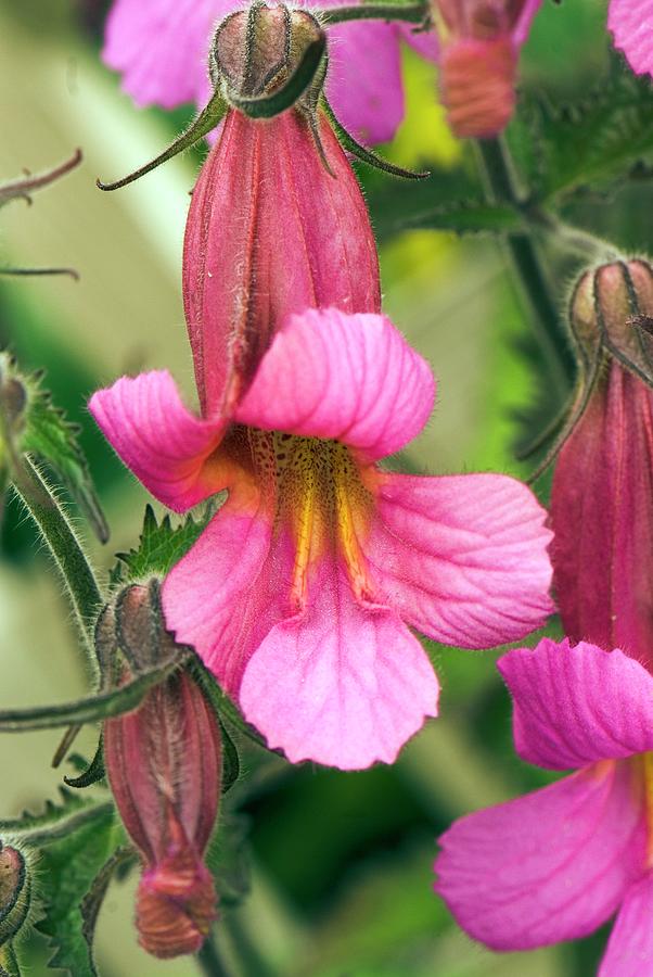 Rehmannia walbertons Magic Dragon Photograph by Science Photo Library Rehmannia walbertons Magic Dragon Photograph by Science Photo Library