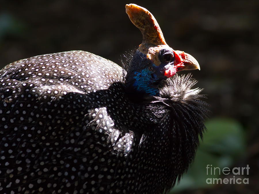 Reichenows Helmeted Guineafowl 7D8929 Photograph by Wingsdomain Art and Photography