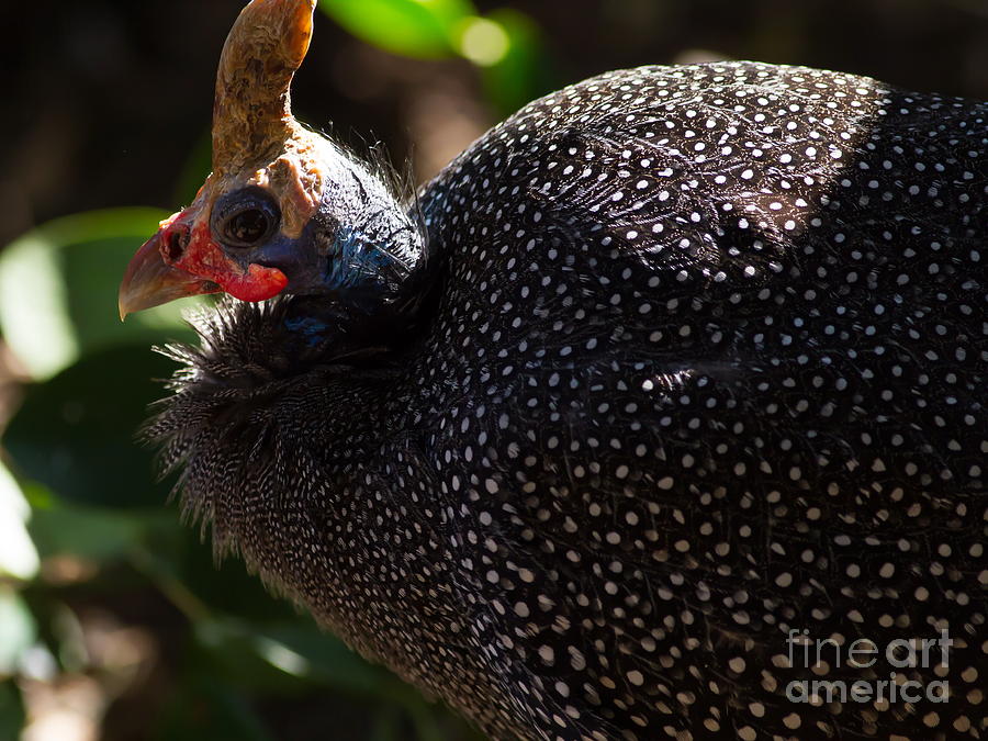 Reichenows Helmeted Guineafowl 7D8936 Photograph by Wingsdomain Art and Photography