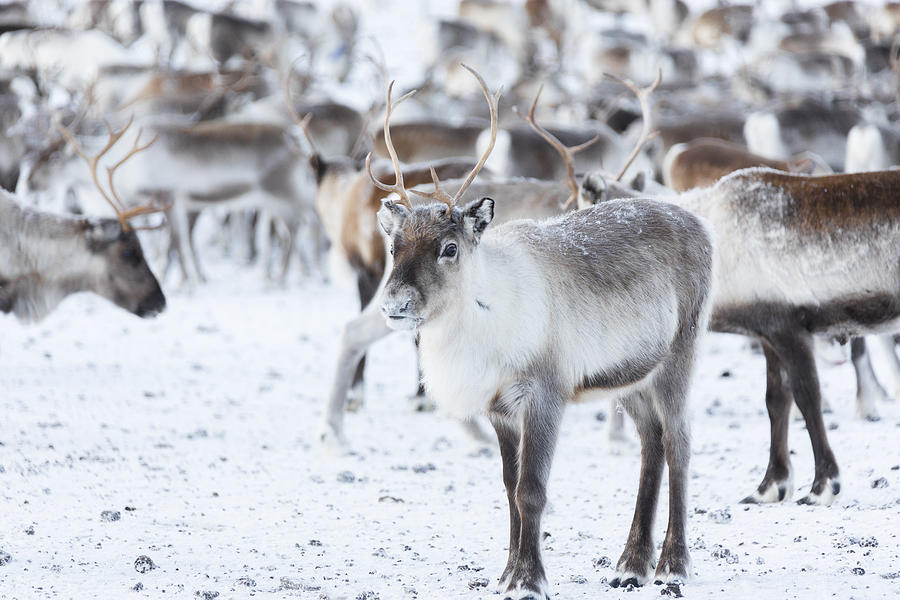Reindeer, Abisko National Park, Sweden Photograph by Roberto Moiola / Sysaworld