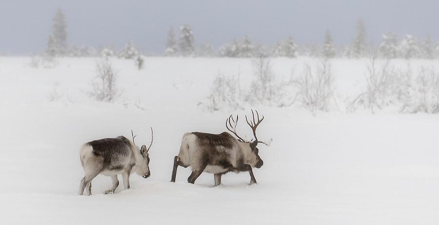 Reindeer And Calf Photograph by © Dag Aage Stenersen, Konsulent Stenersen