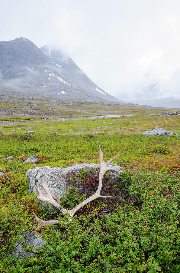 Reindeer Antler In Lapland Photograph by Photomick
