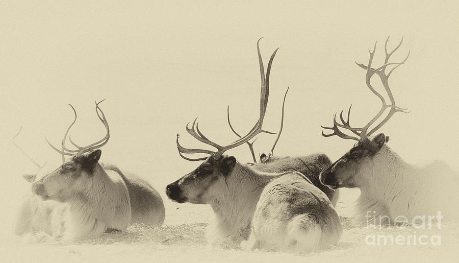 Reindeer Antlers Photograph by Bianca Nadeau