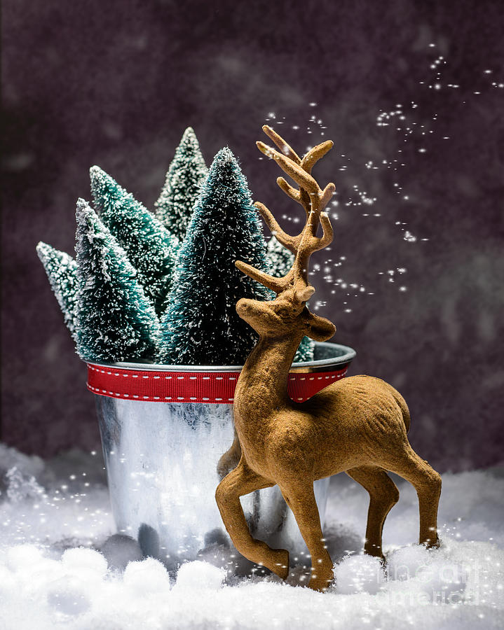 Christmas Photograph - Reindeer At Christmas by Amanda Elwell