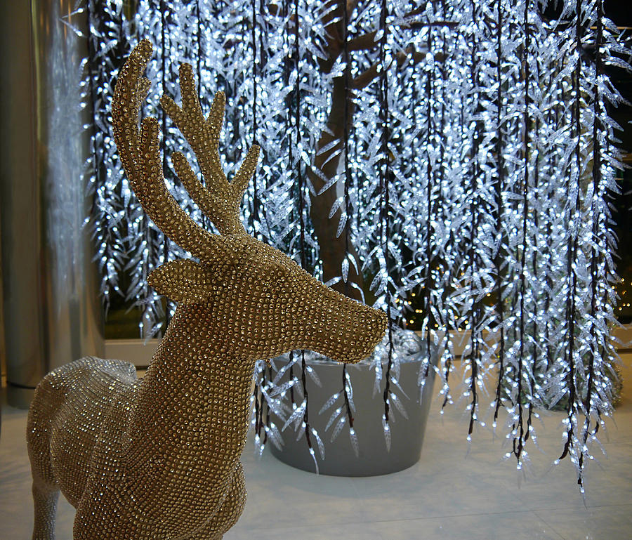 Reindeer Bling Photograph by Richard Reeve
