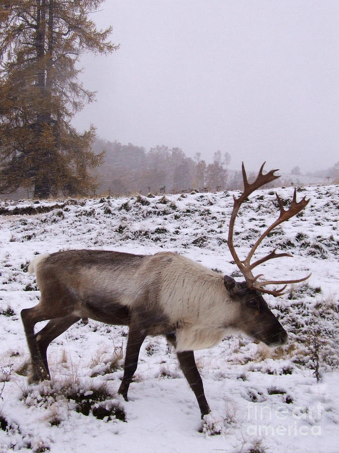 Reindeer in light snow Photograph by Phil Banks