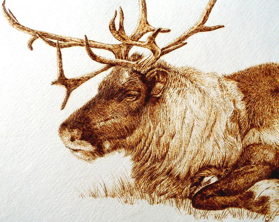 Deer Drawing - Reindeer- Cold Morning by Cara Jordan
