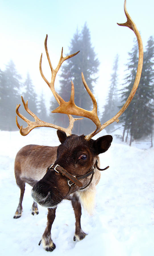 Reindeer Photograph by Devin Manky - Devman Photography