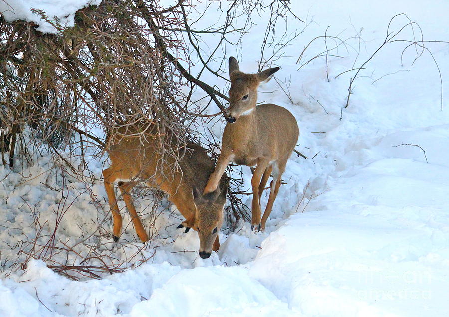 Deer Photograph - Reindeer Games by Jay Nodianos