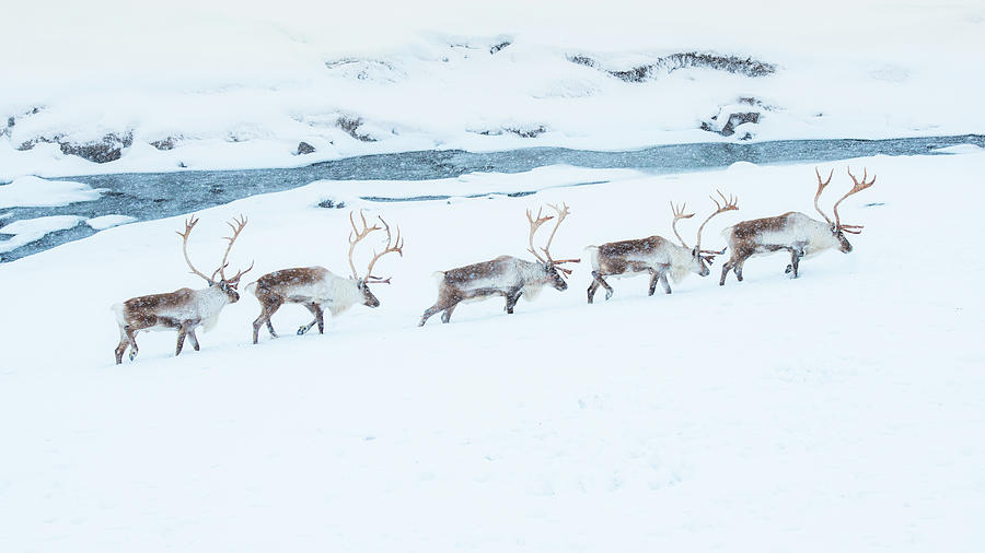 Reindeer Herd Walking Through Snow Field Photograph by Coolbiere Photograph