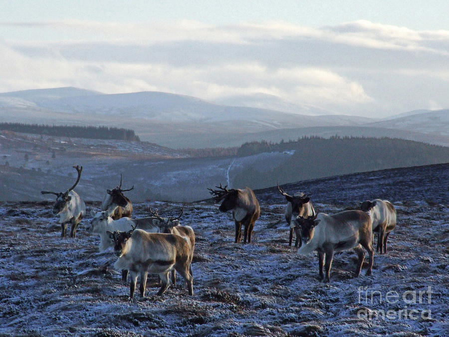Reindeer in the Cairngorms Photograph by Phil Banks