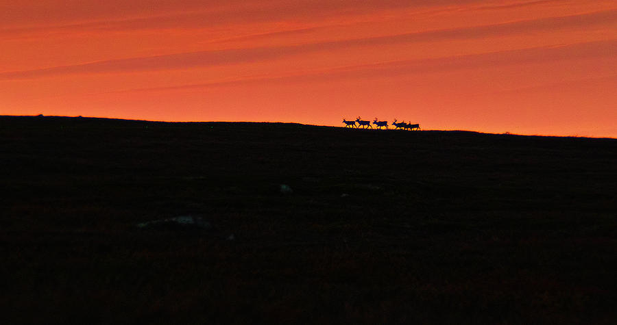 Reindeer in the Sunset Photograph by Pekka Sammallahti