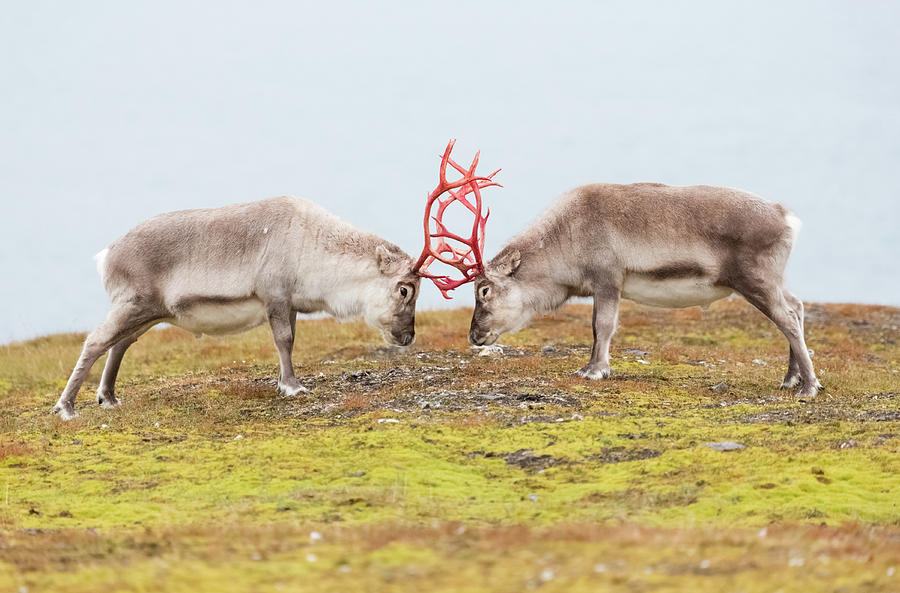 Reindeer Photograph by Kencanning