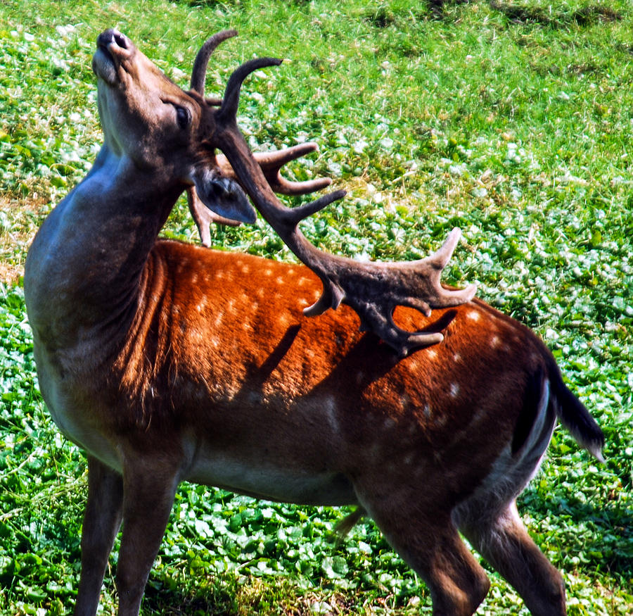 Reindeer Scratch Photograph by Optical Playground By MP Ray