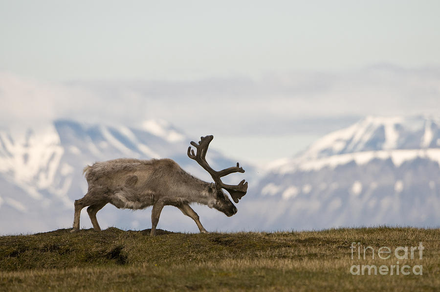 Reindeer, Spitsbergen Photograph by John Shaw