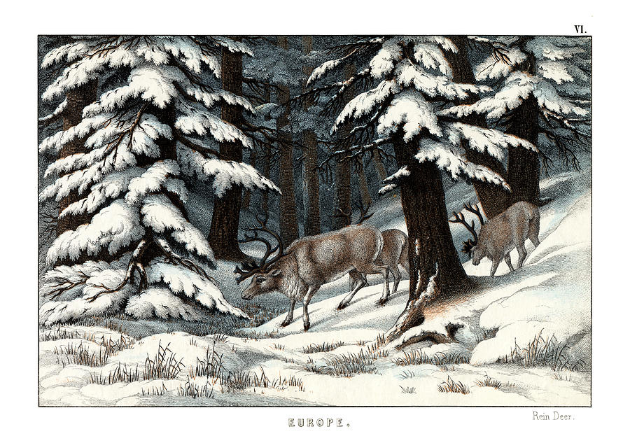 Mammal Drawing - Reindeer by Splendid Art Prints