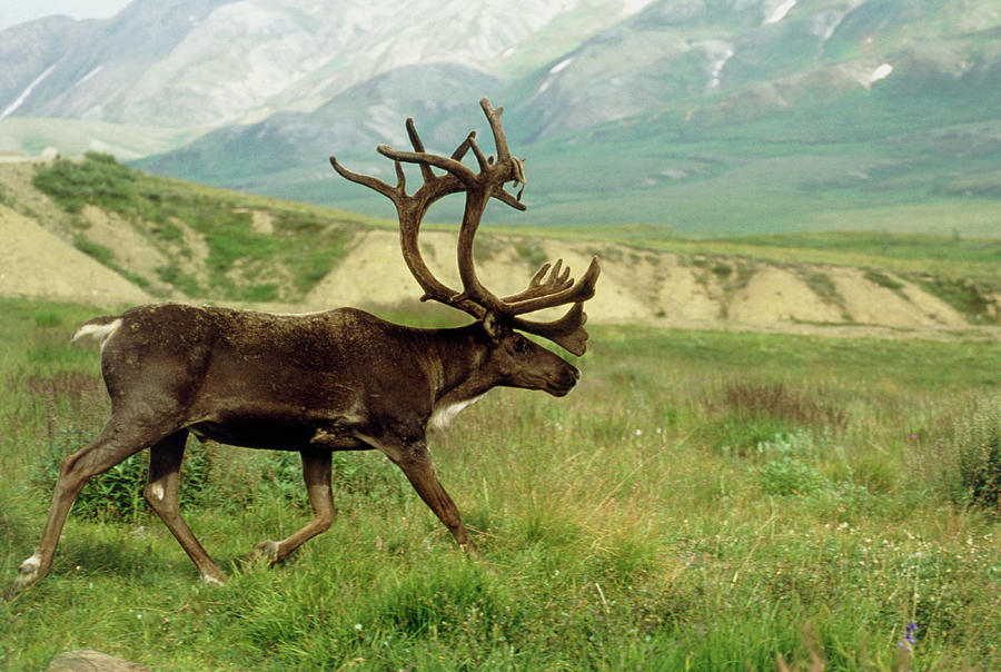 Reindeer Photograph by William Ervin/science Photo Library - Fine Art ...