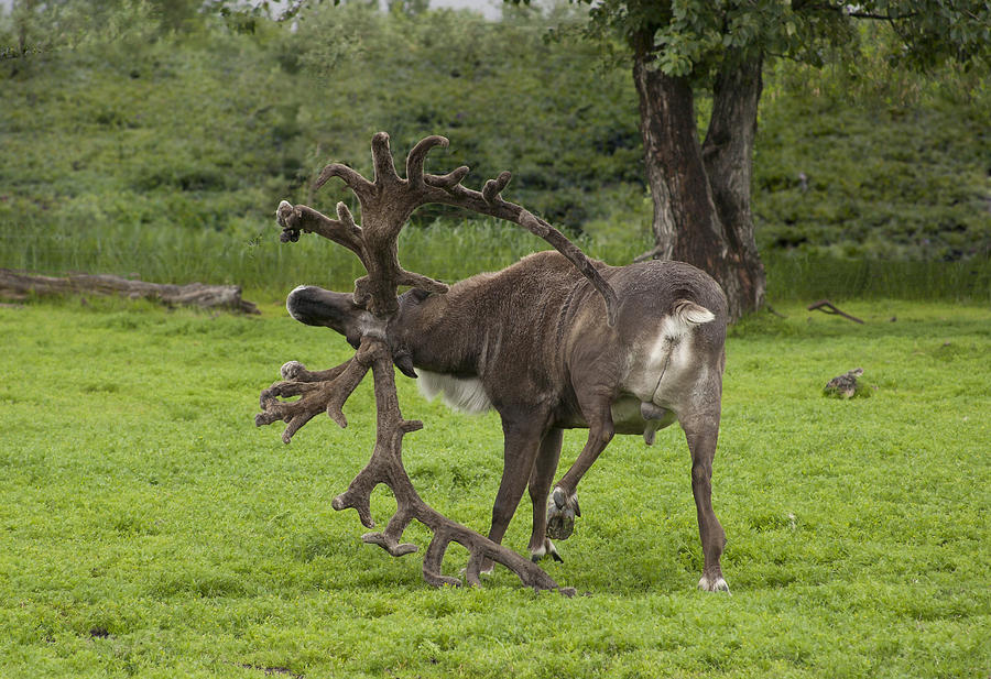 Reindeer with a Big Rack Photograph by Richard Smith